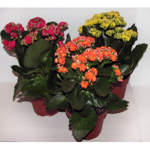 Каланхоэ 27 см.